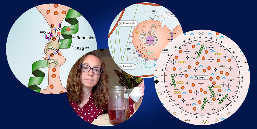 Explore everyday biology and think like a scientist in Foundations of