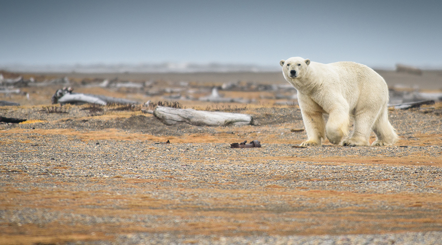 Read on for 5 compelling reasons to earn your Certificate in Climate Change at Penn LPS Online.